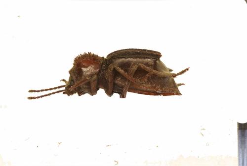 Réf. 221 604 : Euphrynus spinithorax